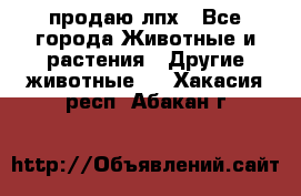 продаю лпх - Все города Животные и растения » Другие животные   . Хакасия респ.,Абакан г.